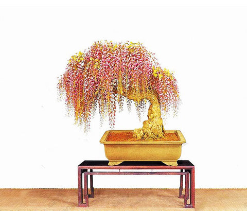 10PC rare gold mini bonsai wisteria tree seeds Indoor ornamental plants planting wisteria seeds