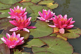 10 PCS Small Water Lilies Mixed Colors