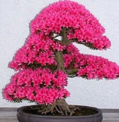 10-Bonsai Tree Japanese Sakura Seeds