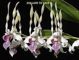 25- Pcs Bonsai Orchid Seeds Style 76