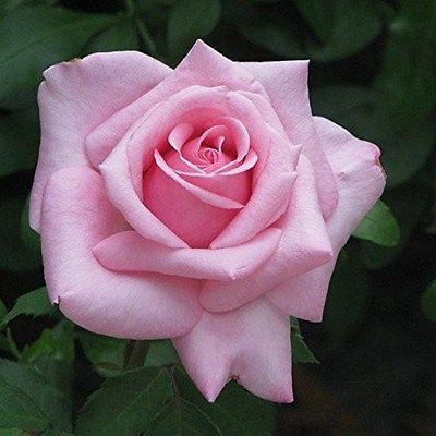 25- Pink Rose Seeds