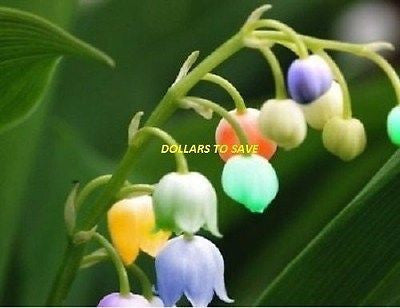 50- Imported Bell Orchid Seeds