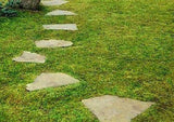 400 pcs Herniaria Glabra Seeds Green Carpet Ground Cover