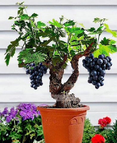 100 pcs Miniature Grape Vine Seeds PATIO SYRAH  Vitis Vinifera Houseplant  Seeds  Fruit bonsai seeds