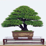30 Pcs Japanese Pinetree Seeds,Pinus Thunbergii Seeds,Bonsai Seeds