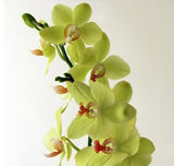 100 pcs Rare Green Phalaenopsis Seeds Bonsai Balcony Flower Orchid Seeds