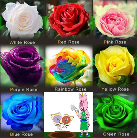 Bonsai Rose Seeds Pink, White, Red, Purple, Green, Yellow, Blue, Rainbow