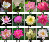 24- Assorted -SM - Lotus Seeds  Hydroponic Plants Blended Color