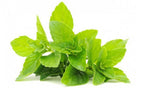 100 PCS Organic Mint seeds nongmo Lemon Bergamot Seeds Organic Herb Seeds Lemon Mint Seeds