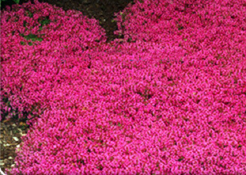 Rare Creeping Thyme Seeds 10pcs/bag, Thymus Serpyllum Magic Carpet Perennial Flower Seeds for Garden, Flower Seeds