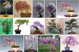 10PC rare gold mini bonsai wisteria tree seeds Indoor ornamental plants planting wisteria seeds