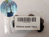 10PC rare gold mini bonsai wisteria tree seeds Indoor ornamental plants planting wisteria seeds