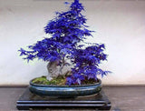10 - Rare Maple Seeds Maple Seeds Bonsai Tree Plants Potted Garden Japanese Maple Seeds