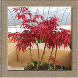 10 - Rare Maple Seeds Maple Seeds Bonsai Tree Plants Potted Garden Japanese Maple Seeds