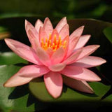 10 PCS Small Water Lilies Mixed Colors