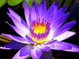 10 PCS Small Water Lilies Mixed Colors