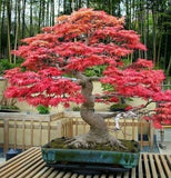 20- Pcs Mini Beautiful Japanese Red Maple Bonsai Seeds