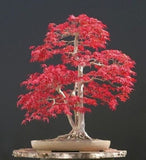 20- Pcs Mini Beautiful Japanese Red Maple Bonsai Seeds