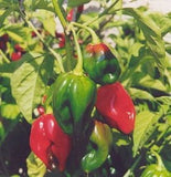 8- Worlds Hottest Pepper, Rare Chili Pepper Seeds