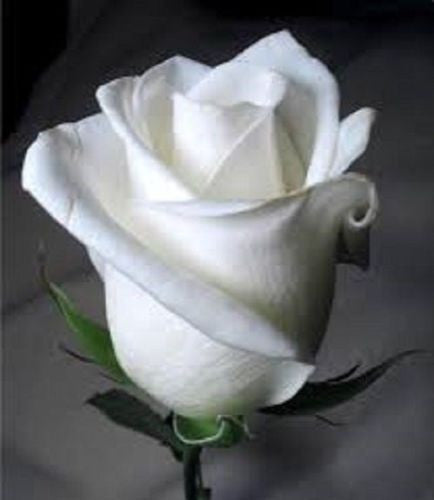 Bonsai Rose Seeds Pink, White, Red, Purple, Green, Yellow, Blue, Rainbow