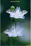 25+ Pieces Of Rare Plant Angle Orchid Seeds, Beautiful Potted Orchids