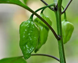 8- Worlds Hottest Pepper, Rare Chili Pepper Seeds