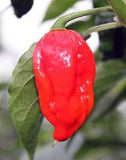 8- Worlds Hottest Pepper, Rare Chili Pepper Seeds