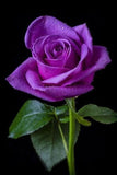 Bonsai Rose Seeds Pink, White, Red, Purple, Green, Yellow, Blue, Rainbow