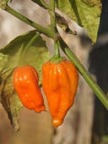 8- Worlds Hottest Pepper, Rare Chili Pepper Seeds