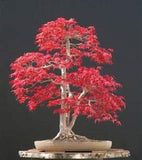 20- Pcs Mini Beautiful Japanese Red Maple Bonsai Seeds