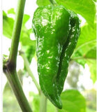 8- Worlds Hottest Pepper, Rare Chili Pepper Seeds