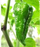 8- Worlds Hottest Pepper, Rare Chili Pepper Seeds