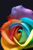 Bonsai Rose Seeds Pink, White, Red, Purple, Green, Yellow, Blue, Rainbow