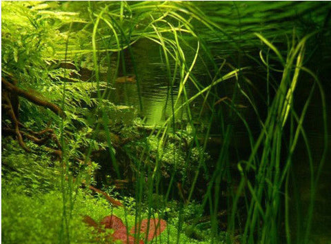 14 spices Aquarium Aquatic plants seeds,,14*100 seeds/lot (Separate Name Packs)