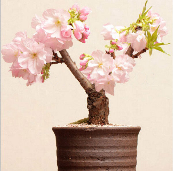 15-pieces Japanese sakura seeds, bonsai flower Cherry Blossoms