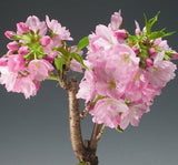 15-pieces Japanese sakura seeds, bonsai flower Cherry Blossoms