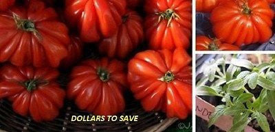 50- Pcs Rare 'Marmande' Tomato Top Quality Seeds