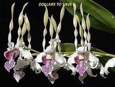 25- Pcs Bonsai Orchid Seeds Style 76