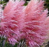 200-Pcs Grass Seeds Impressive Pink Pompous Grass