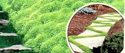 400 pcs Herniaria Glabra Seeds Green Carpet Ground Cover