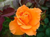 10-Bonsai Rare Rose Flower Seeds Orange Rose Seeds