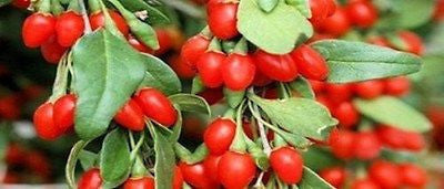 15-30 Himalayan Goji Berry Seeds(wolfberry) Most Popula Healthy Berry Dwarf Bush