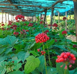 30-Pcs Stratified Chinese Hardy Panax Ginseng Korea Ginseng Seeds