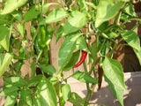 25-Vegetables Pepper Seeds Organic Cayanne Pepper Blend Seeds, NON GMO
