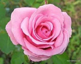 Bonsai Rose Seeds Pink, White, Red, Purple, Green, Yellow, Blue, Rainbow