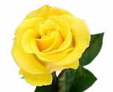 Bonsai Rose Seeds Pink, White, Red, Purple, Green, Yellow, Blue, Rainbow