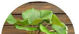 50 pcs Hailand Mini Kiwi Fruit Bonsai Seeds