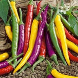 25-Vegetables Pepper Seeds Organic Cayanne Pepper Blend Seeds, NON GMO
