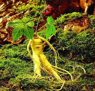 30-Pcs Stratified Chinese Hardy Panax Ginseng Korea Ginseng Seeds