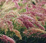 200-Pcs Grass Seeds Impressive Pink Pompous Grass